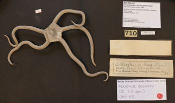 Media type: image; Invertebrate Zoology OPH-113